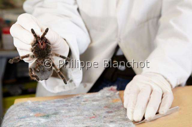 Theraphosidae_6307.JPG - France, Paris (75), Muséum national d'Histoire naturelle, manipulation de mygale, Aphonopelma sp (Theraphosidae, manipulation of tarantula